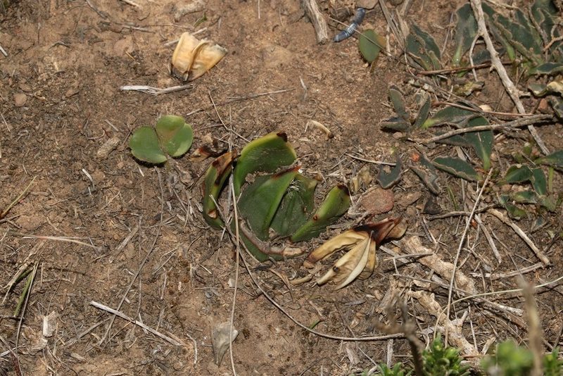 Tulista marginata, photographed by Brian du Preez