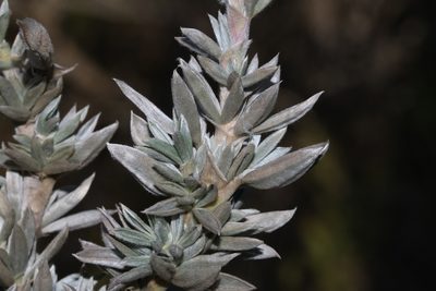 Polhillia connata, photographed by Brian du Preez