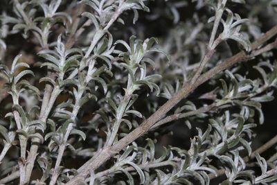 Polhillia stirtoniana, photographed by Brian du Preez