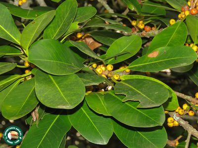 Ficus clusiifolia, photographed by Diogo Luiz