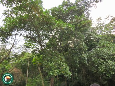 Ficus clusiifolia, photographed by Diogo Luiz