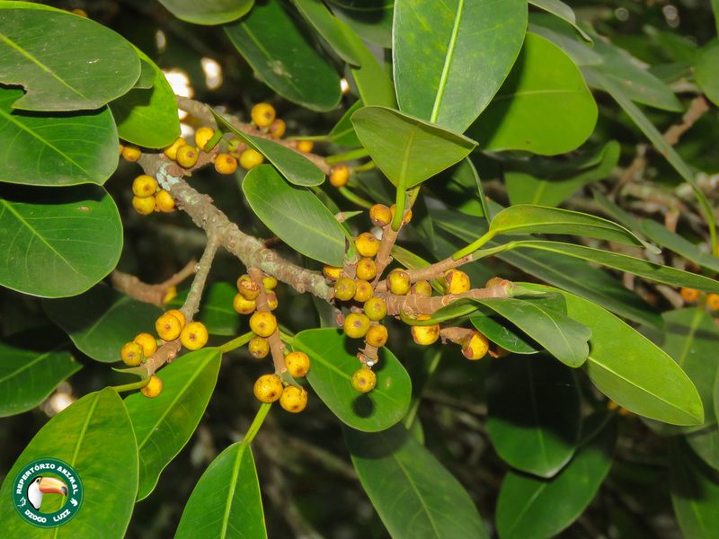 Ficus clusiifolia, photographed by Diogo Luiz