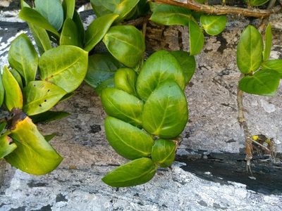 Griselinia scandens, photographed by Erasmo Macaya Horta