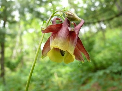 Aquilegia oxysepala, photographed by Repina Tatyana