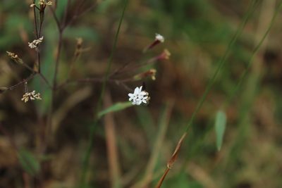 Stevia elatior, photographed by Andrés Ramírez-Barrera