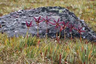 Isophysis tasmanica, photographed by janusian