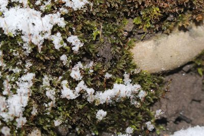 Mnium marginatum, photographed by Quinten Wiegersma