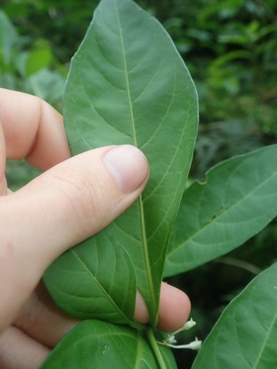 Solanum symmetricum, photographed by Nolan Exe