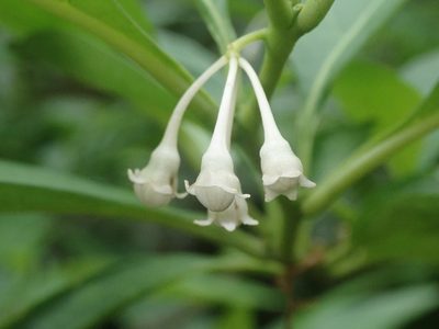 Solanum symmetricum, photographed by Nolan Exe