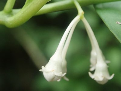 Solanum symmetricum, photographed by Nolan Exe
