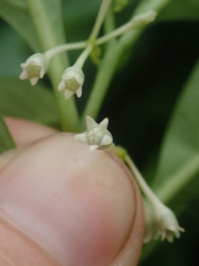 Solanum symmetricum, photographed by Nolan Exe