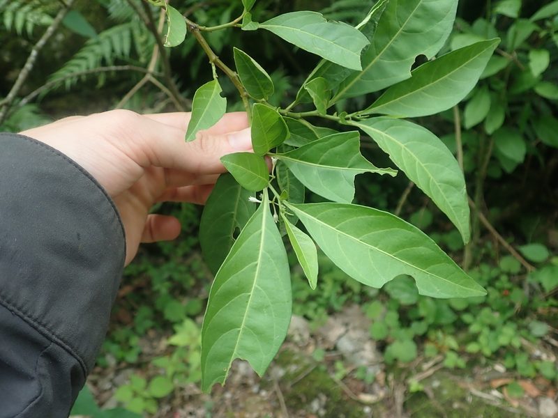 Solanum symmetricum, photographed by Nolan Exe