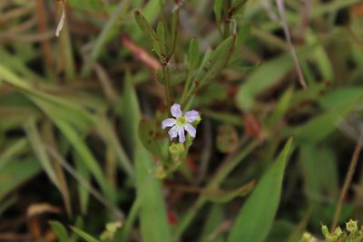 Cuphea ciliata, photographed by Andrés Ramírez-Barrera