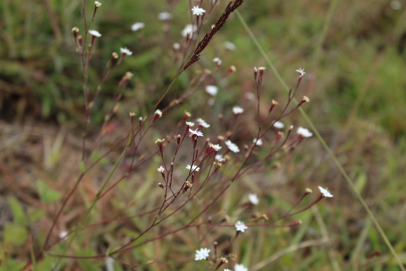 Stevia elatior, photographed by Andrés Ramírez-Barrera