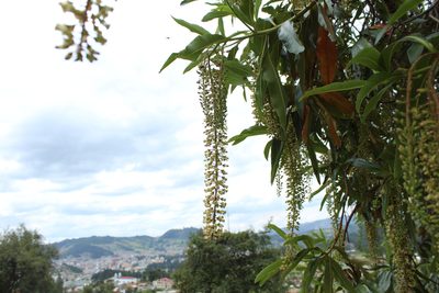 Escallonia pendula, photographed by Andrés Ramírez-Barrera