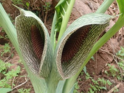 Synandrospadix vermitoxicus, photographed by Nolan Exe