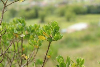 Baccharis macrantha, photographed by Andrés Ramírez-Barrera