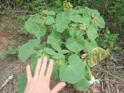Craniolaria integrifolia, photographed by Nolan Exe