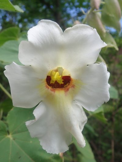 Craniolaria integrifolia, photographed by Nolan Exe
