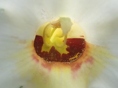 Craniolaria integrifolia, photographed by Nolan Exe