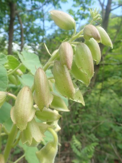 Craniolaria integrifolia, photographed by Nolan Exe