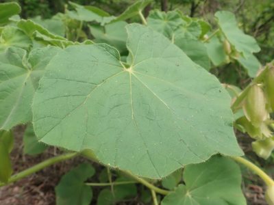 Craniolaria integrifolia, photographed by Nolan Exe