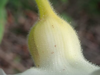 Craniolaria integrifolia, photographed by Nolan Exe