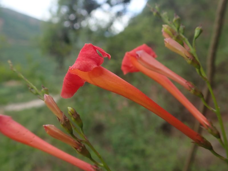 Tecoma fulva, photographed by Nolan Exe