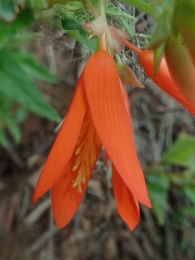 Begonia boliviensis, photographed by Nolan Exe