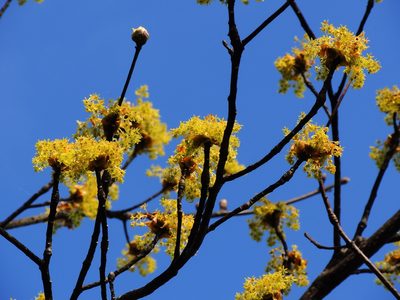 Sassafras randaiense, photographed by Jacy Chen