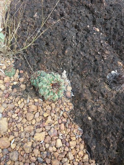 Discocactus catingicola, photographed by Rafael Silva