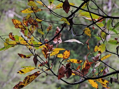 Sassafras randaiense, photographed by Jacy Chen