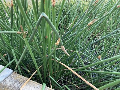 Eleocharis sphacelata, photographed by Dylan Wishart