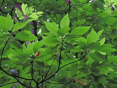 Sassafras randaiense, photographed by Jacy Chen