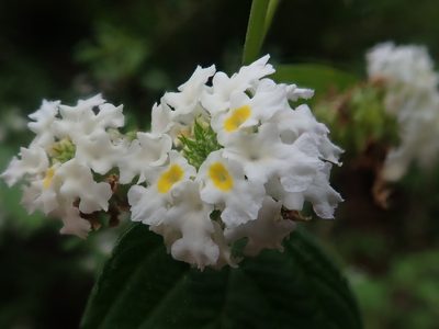 Lantana canescens, photographed by Nolan Exe