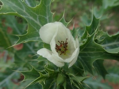 Argemone subfusiformis, photographed by Nolan Exe
