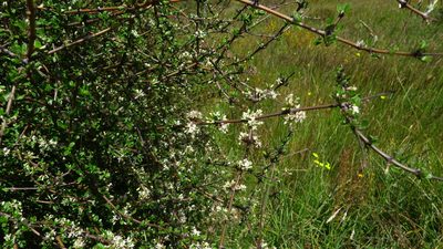 Olearia virgata, photographed by Sarah Richardson