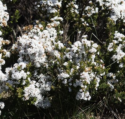 Epacris paludosa, photographed by Tim
