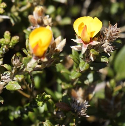 Oxylobium ellipticum, photographed by Tim