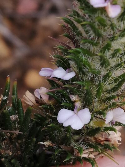 Muraltia decipiens, photographed by sharndreheuvel