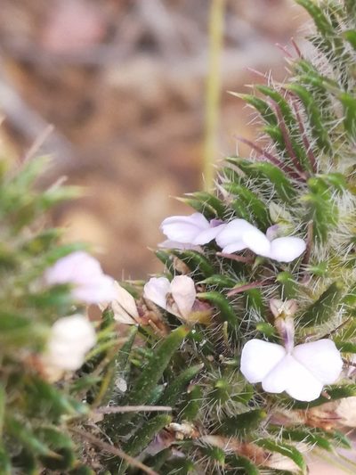 Muraltia decipiens, photographed by sharndreheuvel