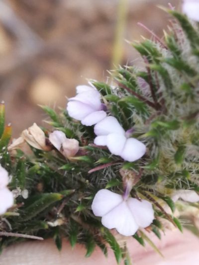 Muraltia decipiens, photographed by sharndreheuvel