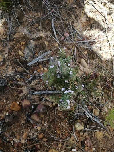 Muraltia decipiens, photographed by sharndreheuvel