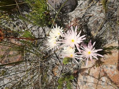 Lampranthus schlechteri, photographed by sharndreheuvel