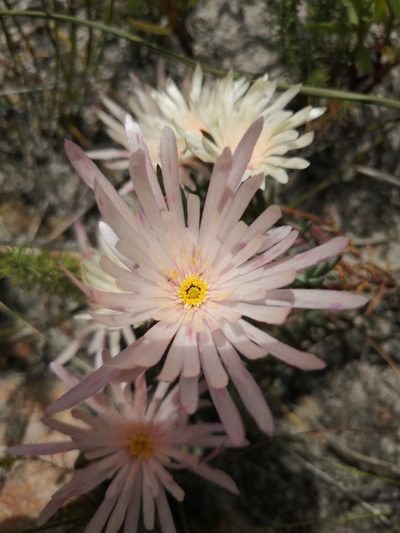 Lampranthus schlechteri, photographed by sharndreheuvel