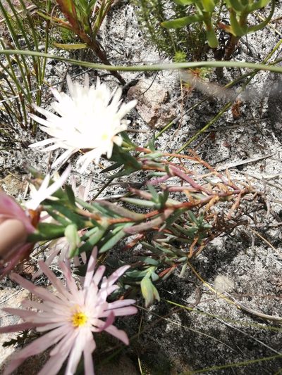 Lampranthus schlechteri, photographed by sharndreheuvel