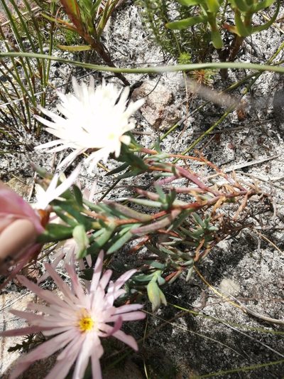 Lampranthus schlechteri, photographed by sharndreheuvel