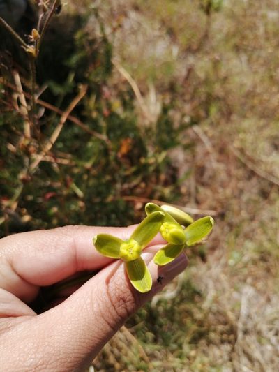 Albuca fragrans, photographed by sharndreheuvel