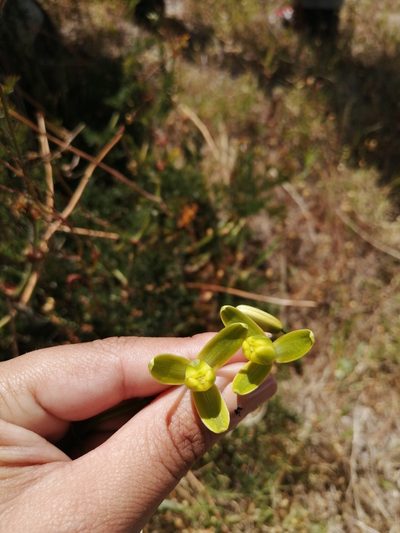 Albuca fragrans, photographed by sharndreheuvel