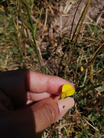 Crotalaria excisa, photographed by sharndreheuvel